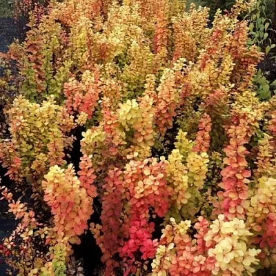 Барбарис САММЕР САНСЕТ тунберга  Барбарис САММЕР САНСЕТ тунберга в Москве