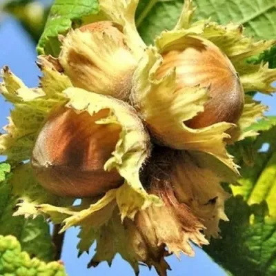 Фундук БАРСЕЛОНСКИЙ — описание сорта Фундук БАРСЕЛОНСКИЙ в Москве