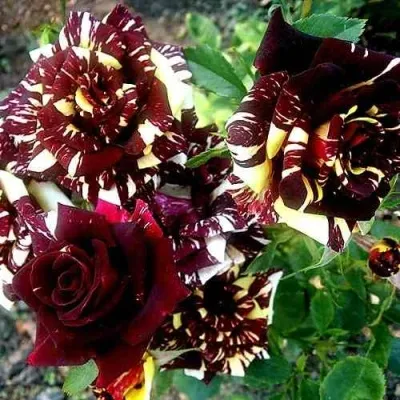 Саженцы роз ФОКУС ПОКУС флорибунда в Москве