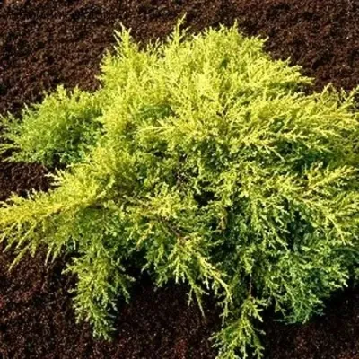 Можжевельник МОРДИГАН ГОЛД средний в Москве