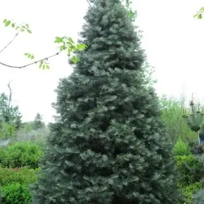 Пихта белая в Москве