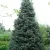 Пихта белая в Москве