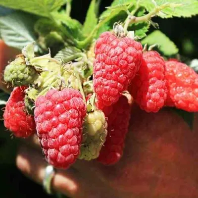 Малина ПАТРИЦИЯ в Москве