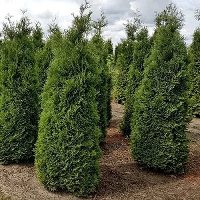 Туя ХОЛМСТРУП западная  Туя ХОЛМСТРУП западная в Москве