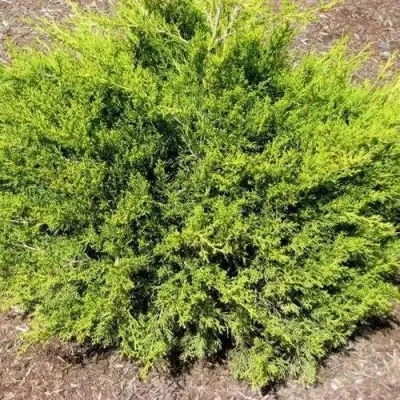 Можжевельник ИЗАБЕЛИН китайский — описание сорта Можжевельник ИЗАБЕЛИН китайский в Москве