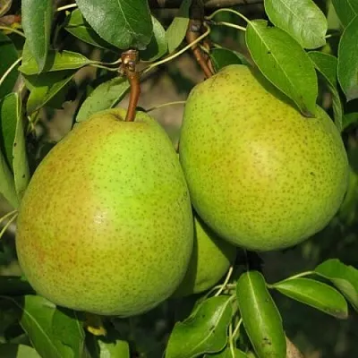 Груша НАЙТ-ВЕРТ колонновидная  Груша НАЙТ-ВЕРТ колонновидная в Москве