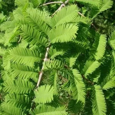 Метасеквойя  ГЛИПТОСТРОБОИДНАЯ  — описание сорта Метасеквойя  ГЛИПТОСТРОБОИДНАЯ  в Москве