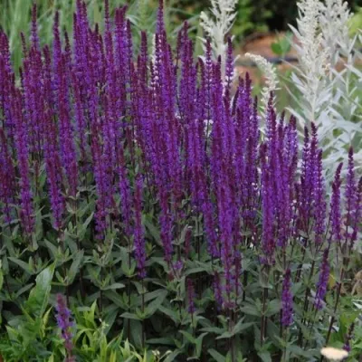 Шалфей КАРАДОНА — описание сорта Шалфей КАРАДОНА в Москве