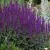 Шалфей КАРАДОНА — описание сорта Шалфей КАРАДОНА в Москве