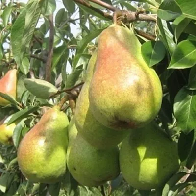 Груша ДЕЛЬБАРЬЮ  Груша ДЕЛЬБАРЬЮ в Москве