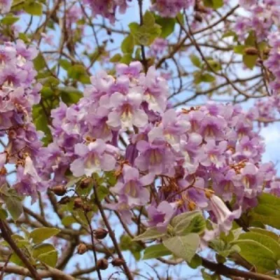 Павлония ПАО ТОГН Z07 в Москве