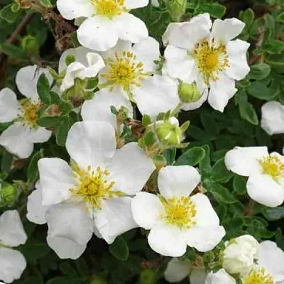 Лапчатка ТИЛФОРД КРИМ кустарниковая  Лапчатка ТИЛФОРД КРИМ кустарниковая в Москве