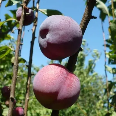 Плумкот ВЕЙ ВОНГ — описание сорта Плумкот ВЕЙ ВОНГ в Москве