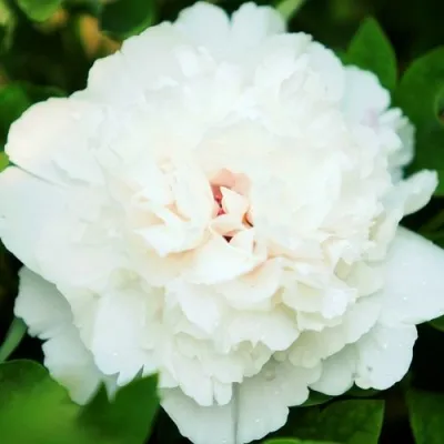 Пион СНЕЖНАЯ КРЕПОСТЬ древовидный — описание сорта Пион СНЕЖНАЯ КРЕПОСТЬ древовидный в Москве