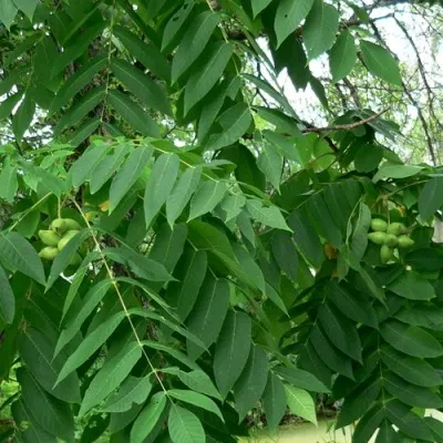 Орех МАНЬЧЖУРСКИЙ — описание сорта Орех МАНЬЧЖУРСКИЙ в Москве