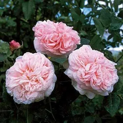 Саженцы роз КЛЭР РОУЗ английская  Саженцы роз КЛЭР РОУЗ английская в Москве