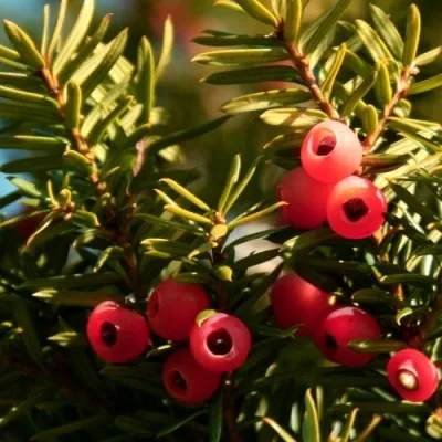 Тис ЭЛЕГАНТИССИМА ягодный в Москве