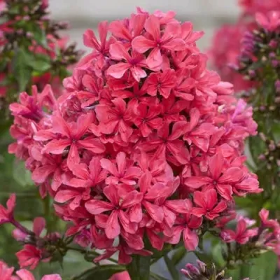 Флокс КЛЕОПАТРА метельчатый — описание сорта Флокс КЛЕОПАТРА метельчатый в Москве