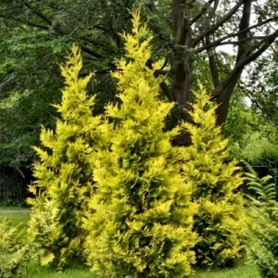 Туя ГОЛДЕН БРАБАНТ западная — описание сорта Туя ГОЛДЕН БРАБАНТ западная в Москве