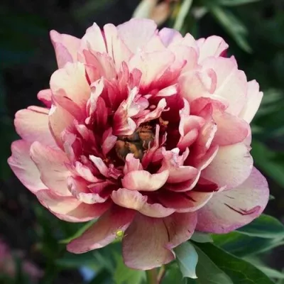 Пион ХИЛЛАРИ ито-гибрид — описание сорта Пион ХИЛЛАРИ ито-гибрид в Москве