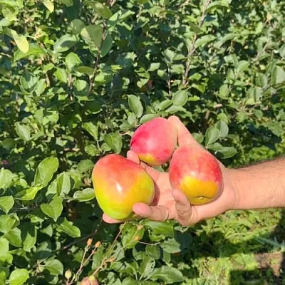 Яблоня КАНДИЛЬ БАГРЯНЫЙ  Яблоня КАНДИЛЬ БАГРЯНЫЙ в Москве