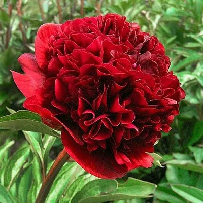 Пион РЕД ГРЕЙС травянистый  Пион РЕД ГРЕЙС травянистый в Москве