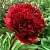 Пион РЕД ГРЕЙС травянистый в Москве