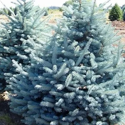 Ель ГЛАУКА колючая  Ель ГЛАУКА колючая в Москве