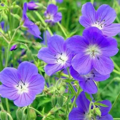 Герань БРУКСАЙД гибридная — описание сорта Герань БРУКСАЙД гибридная в Москве