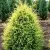 Можжевельник ГОЛД КОН обыкновенный — описание сорта Можжевельник ГОЛД КОН обыкновенный в Москве