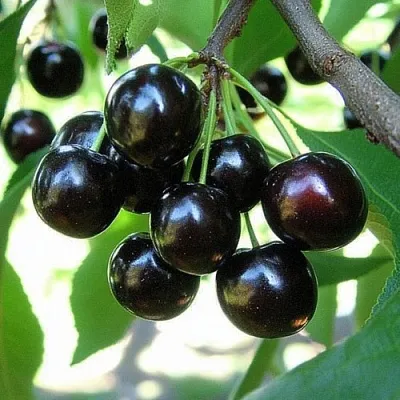 Вишня РОССОШАНСКАЯ ЧЕРНАЯ  Вишня РОССОШАНСКАЯ ЧЕРНАЯ в Москве