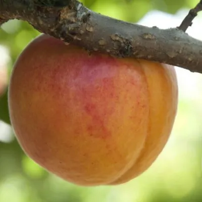 АПРИУМ — описание сорта АПРИУМ в Москве