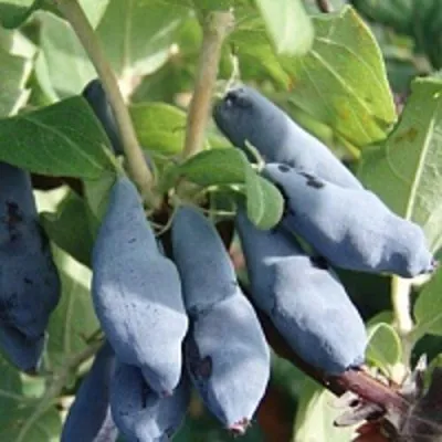 Жимолость съедобная НИМФА (ГАММА) в Москве