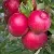 Яблоня РОЖДЕСТВЕНСКОЕ — описание сорта Яблоня РОЖДЕСТВЕНСКОЕ в Москве