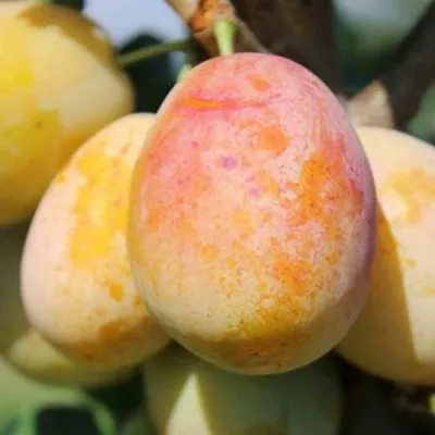 АПРИМИРА — описание сорта АПРИМИРА в Москве