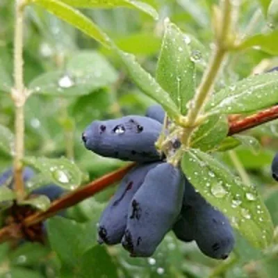 Жимолость съедобная ГОЛУБОЕ ВЕРЕТЕНО в Москве