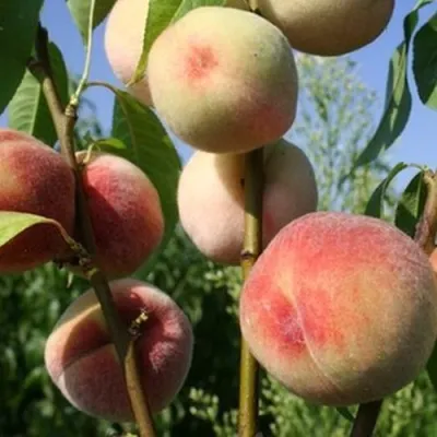 Персик ДОНЕЦКИЙ БЕЛЫЙ — описание сорта Персик ДОНЕЦКИЙ БЕЛЫЙ в Москве