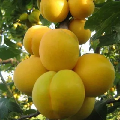 Слива ЛОДВА — описание сорта Слива ЛОДВА в Москве