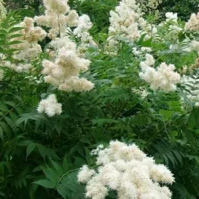 Рябинник рябинолистный — описание сорта Рябинник рябинолистный в Москве