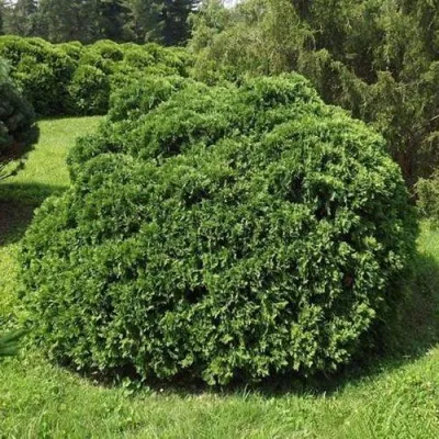 Туя УМБРАКУЛИФЕРА западная — описание сорта Туя УМБРАКУЛИФЕРА западная в Москве