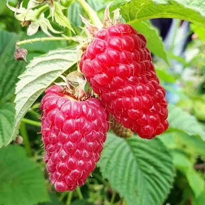 Малина ПШЕХИБА в Москве