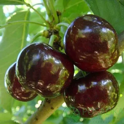 Черешня СВИТХАРТ  Черешня СВИТХАРТ в Москве