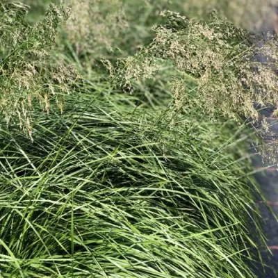 Щучка БРОНЗЕШЛЕЕР дернистая — описание сорта Щучка БРОНЗЕШЛЕЕР дернистая в Москве