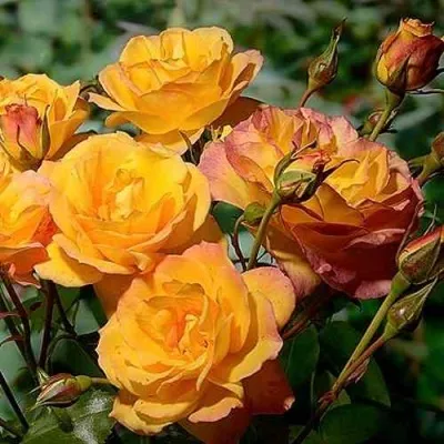 Саженцы роз САХАРА плетистая в Москве