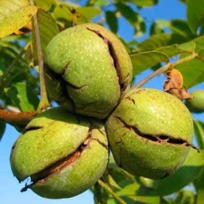 Грецкий орех ПИНСКИЙ — описание сорта Грецкий орех ПИНСКИЙ в Москве