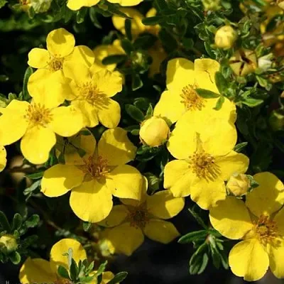 Лапчатка ХАКМАНС ГИГАНТ кустарниковая  Лапчатка ХАКМАНС ГИГАНТ кустарниковая в Москве