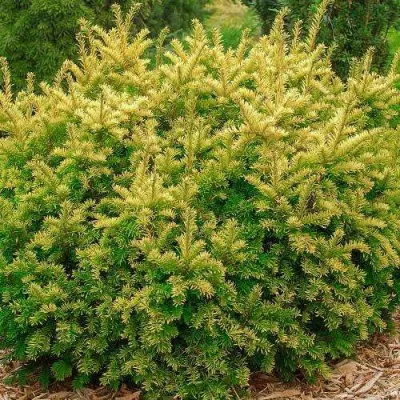 Тис ЭЛЕГАНТИССИМА ягодный в Москве