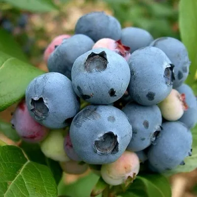 Голубика КОЛЛИНЗ в Москве