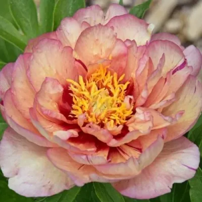 Пион КЭЛЛИС МЕМОРИ ито-гибрид — описание сорта Пион КЭЛЛИС МЕМОРИ ито-гибрид в Москве