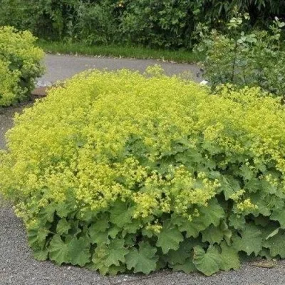 Манжетка ТРИЛЛЕР мягкая в Москве